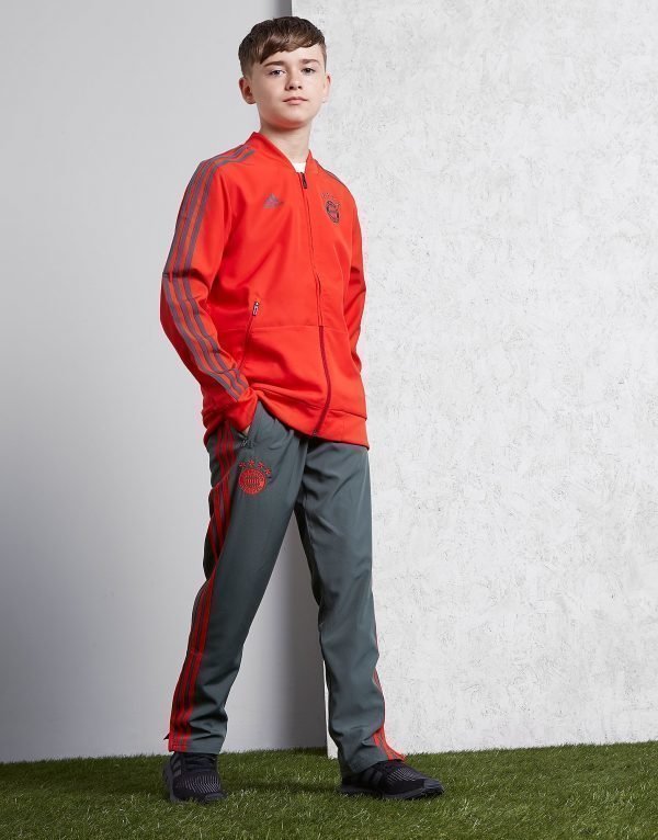 Adidas Fc Bayrn Munich 18 / 19 Presentation Pants Harmaa